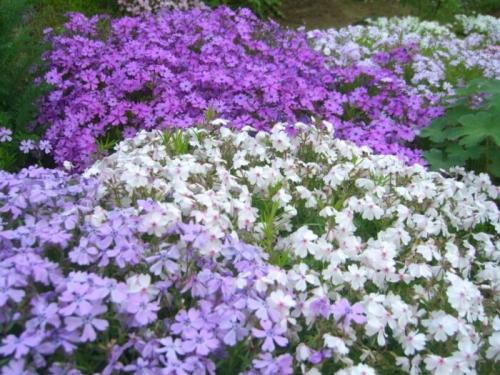 Редкие многолетники с белыми цветками. Многолетники, цветущие белыми цветами, низкорослые и неприхотливые, цветущие все лето