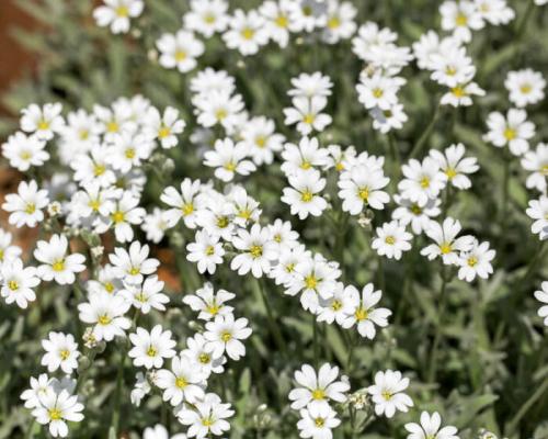 Редкие многолетники с белыми цветками. Многолетники, цветущие белыми цветами, низкорослые и неприхотливые, цветущие все лето
