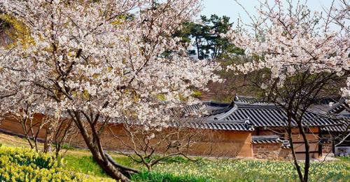 Растение с мелкими белыми цветами. Кустарники цветущие белыми цветами