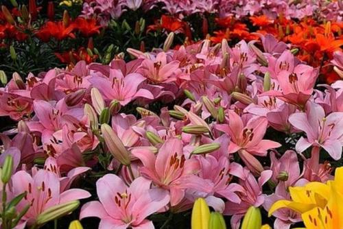 Схемы клумб с названиями цветов. Клумбы из многолетних цветов фото и готовые схемы